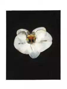 Aquarelle L'Orchidée - Ed Limitée Rochette